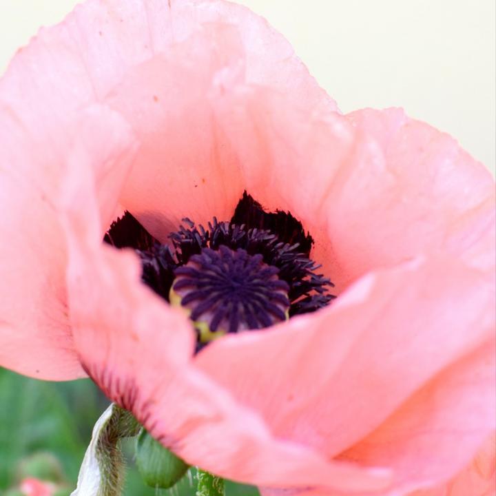 Produktbild Plant in a Box Papaver Orientale - 20er-Set Mohnblumen (10 cm)