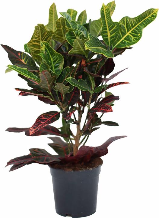 Immagine prodotto Rutishauser Croton (60 cm)