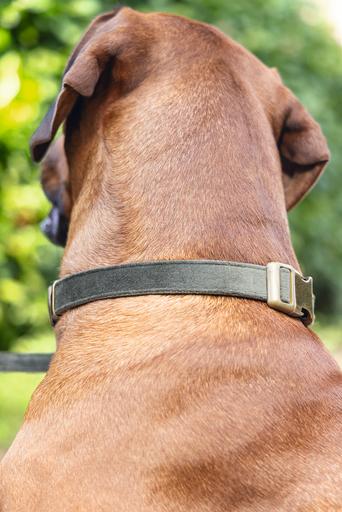 Produktbild Designed by Lotte Velura (Hund, Spazieren)