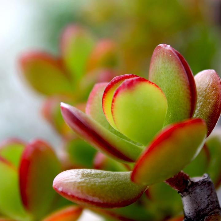 Actual product image Plant in a Box Crassula ovata Sunset - Jade plant (55 cm)