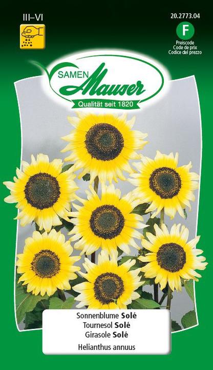 Tournesol Solé (Graines de plantes)