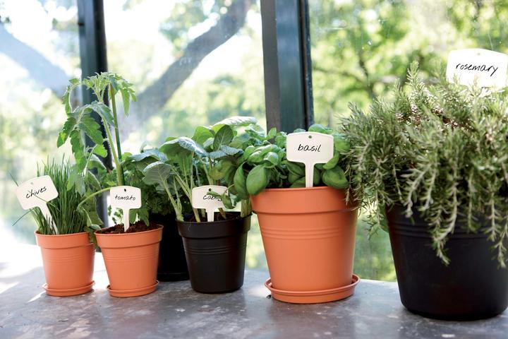 Produktbild Elho Green Basics (19 cm)