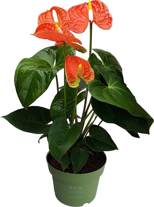 Immagine prodotto Plant in a Box Anthurium 'Madural Orange' - (40 cm)