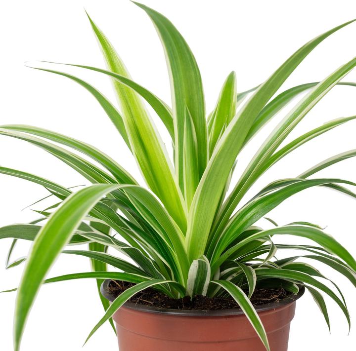 Produktbild Flowerbox Grünlilie "Ocean" - Chlorophytum Comosum (20 cm)