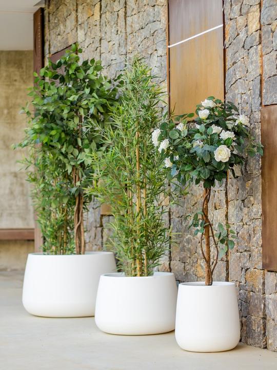 Produktbild Newgarden Camelia 80 (79 cm)