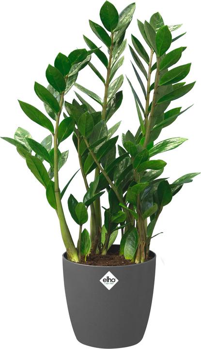 Produktbild Elho Brussels Rollen (46.50 cm)