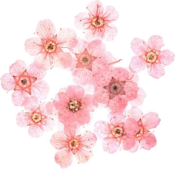 Actual product image Rico Design Filling material dried flowers pink,.500700 (Dried flowers)