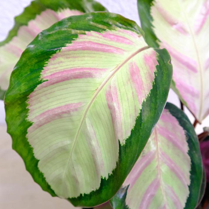 Produktbild VEG and the City Osasco (Korbmarante - Calathea silvia) (50 cm)