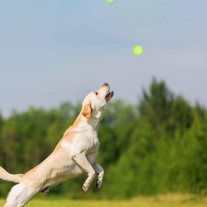 Actual product image Relaxdays 12-piece ball slingshot set (Ball toy dog)