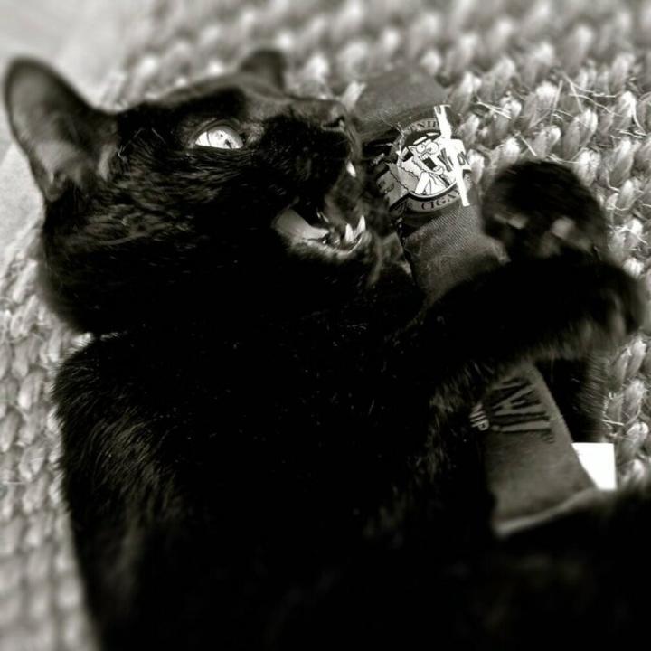 Produktbild Yeowww Cigare gefüllt mit Catnip (Katzenminzespielzeug)
