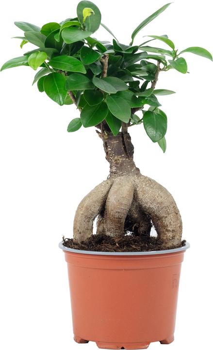Produktbild Flowerbox Chinesische Feige - Ficus Ginseng (25 cm)