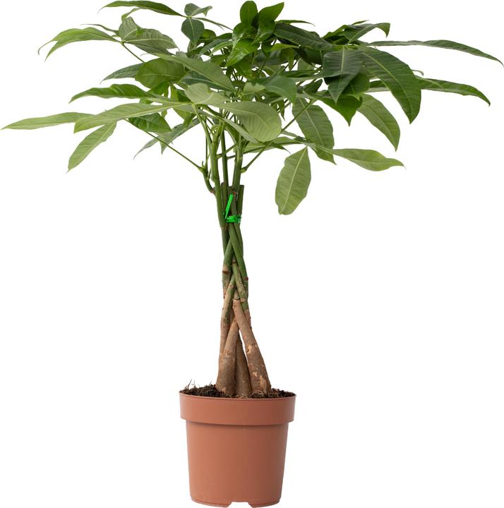 Image du produit Plant in a Box Pachira Aquatica - Arbre à monnaie (60 cm)