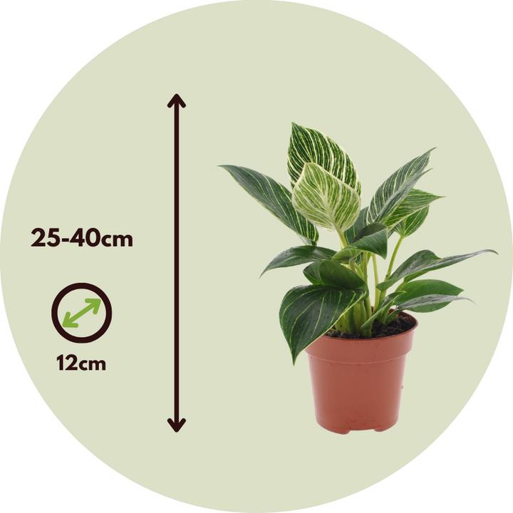 Produktbild Plant in a Box Philodendron 'White Wave' - Weisse Welle (25 cm)