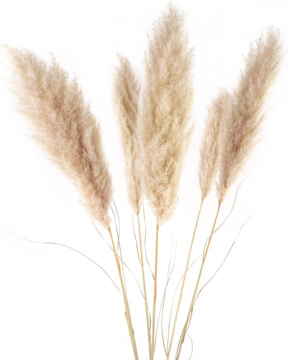 Produktbild Geschenkkörbe CH Pampasgras Trockenblumen, mittel, natur, 5 Stk. (Pampasgras)