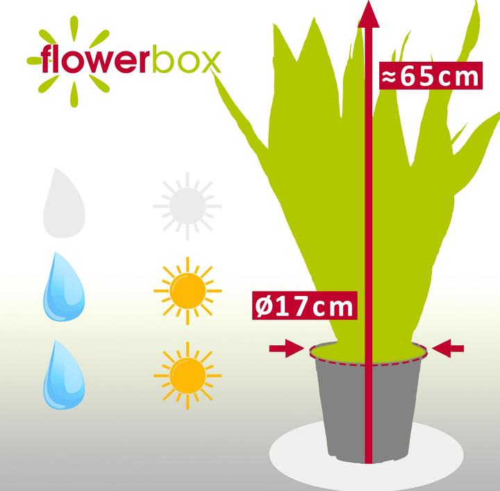 Produktbild Flowerbox Bogenhanf - Sansevieria zeylanica (65 cm)