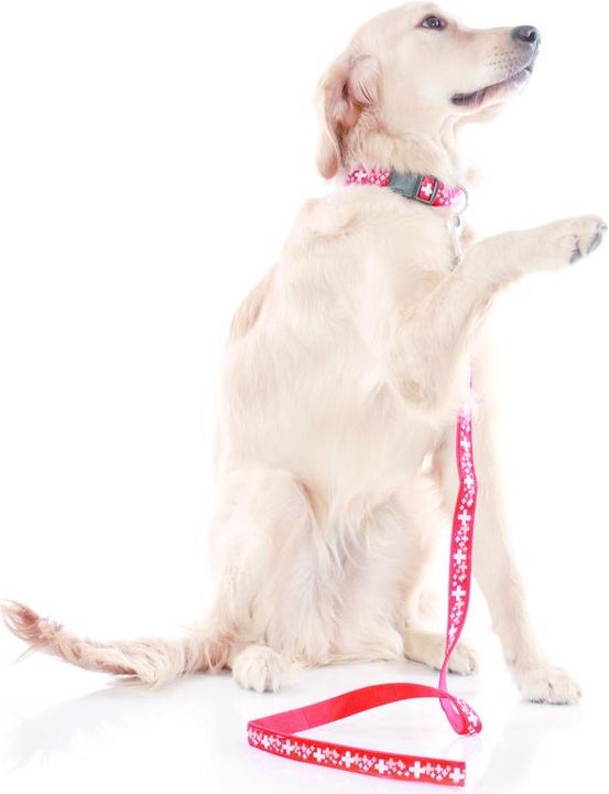 Actual product image Swisspet Necklace reflective (S, Dog, Walks, General)