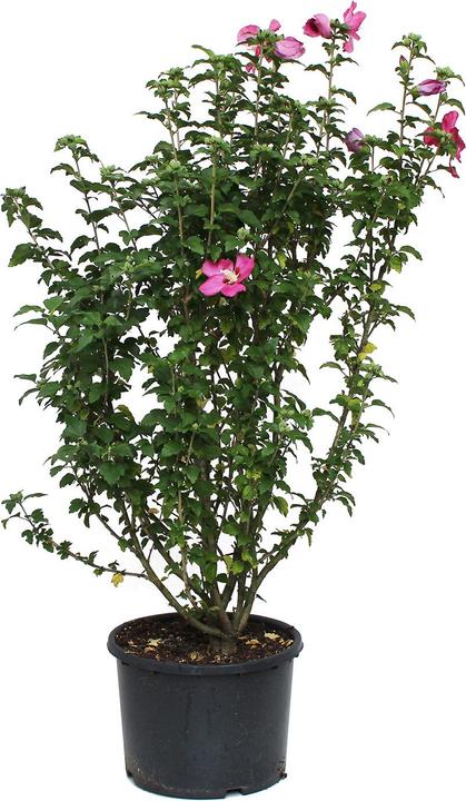 Produktbild Zulauf Eibisch / Hibiscus syr. 'Woodbridge' (150 cm)