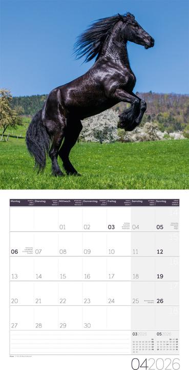 Actual product image Pferde Kalender 2026 - 30x30 (30 x 30 cm, Hardcover, German)