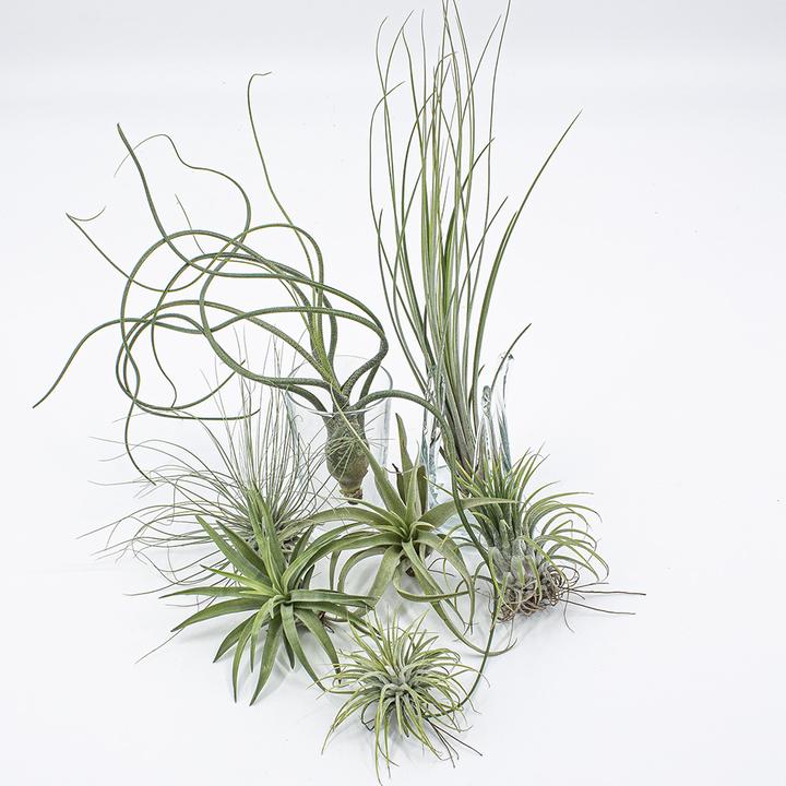 Produktbild Kakteen Gautschi Tillandsia-Set 2 (25 cm)