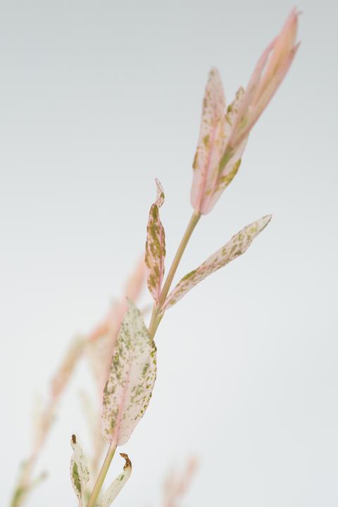 Produktbild Plant in a Box Salix integra 'Flamingo' (100 cm)