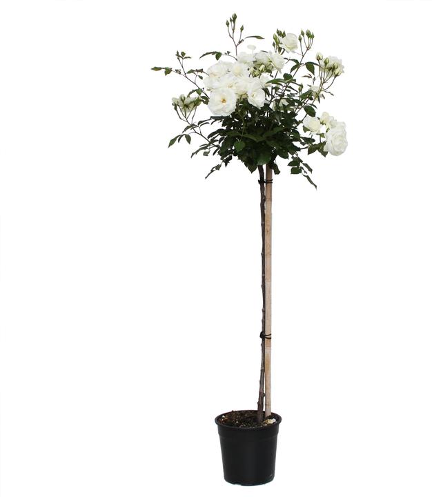 Produktbild Zulauf Strauchrose / Rosa (STR) 'Schneewittchen'® (120 cm)