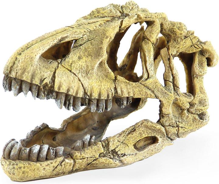 Amazonas Saurus skeleton head