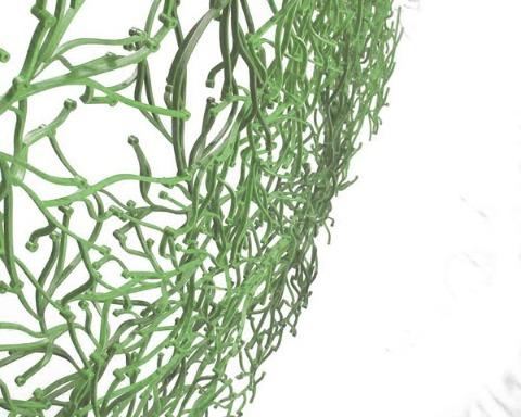 Produktbild Vitra Algue