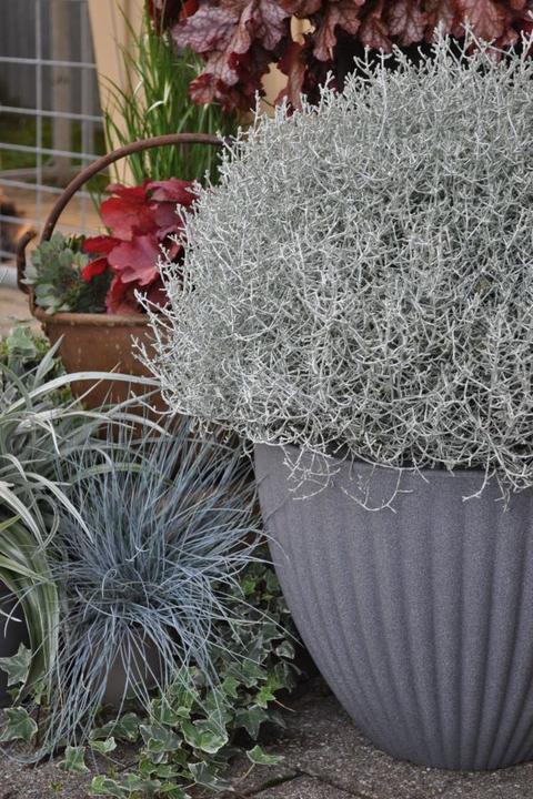 Produktbild Säntispracht Calocephalus Brownii (60 cm)