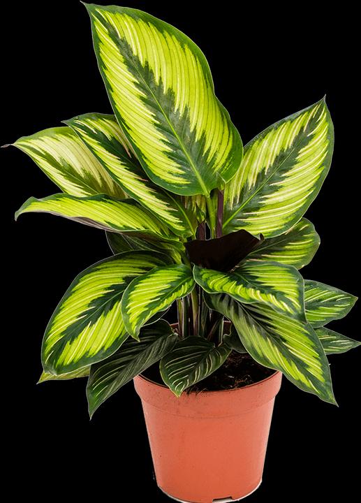 Produktbild Mahaloplants Calathea Beauty Star (35 cm, Tierfreundlich)