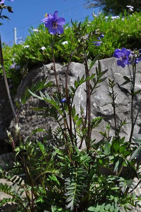 Produktbild Säntispracht Die kontrastreiche Purpur-Jakobsleiter - Polemonium yezoense 'Bressingham Purple polbress' (50 cm)