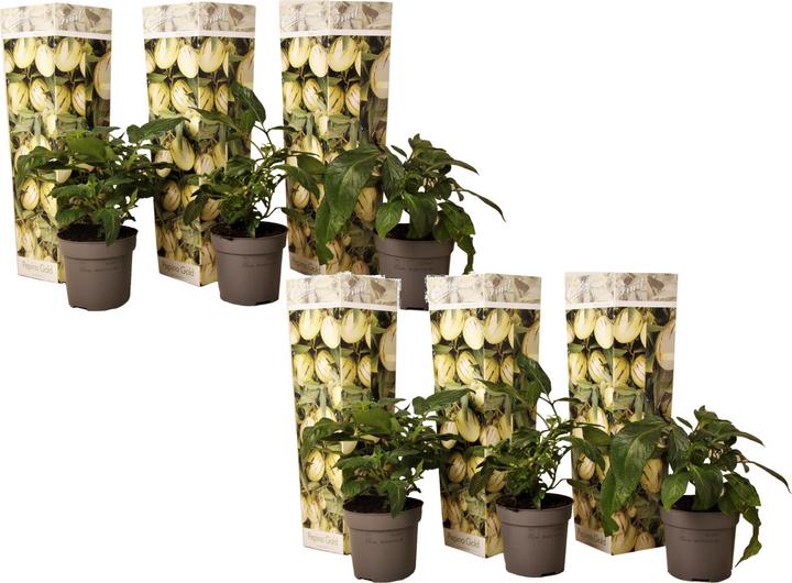 Produktbild Plant in a Box Solanum Muricatum 'Pepino gold' - 6er Set Melonenbirne (25 cm)