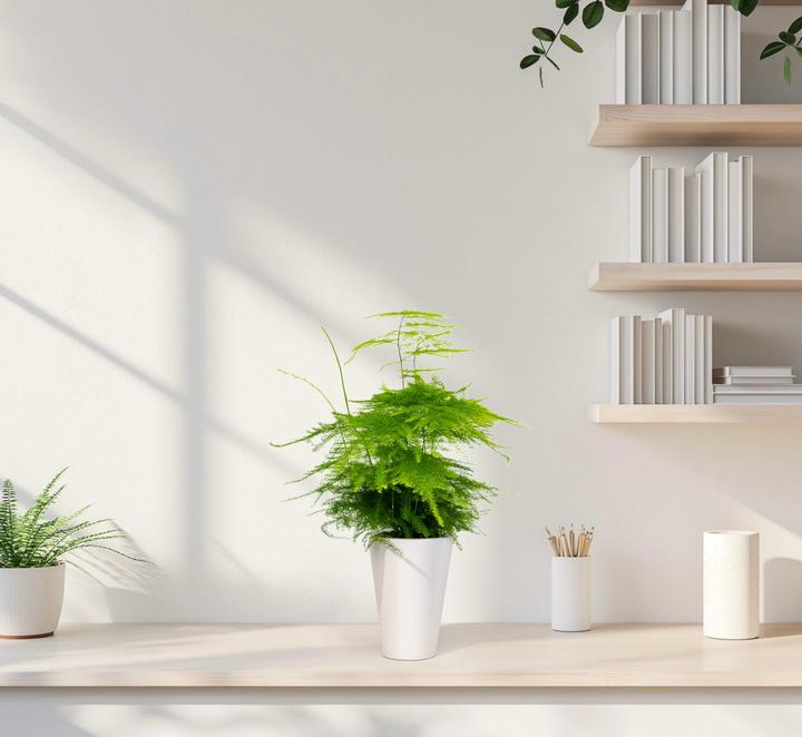 Produktbild Mahaloplants Zierspargel (35 cm, Frisch umgetopft)