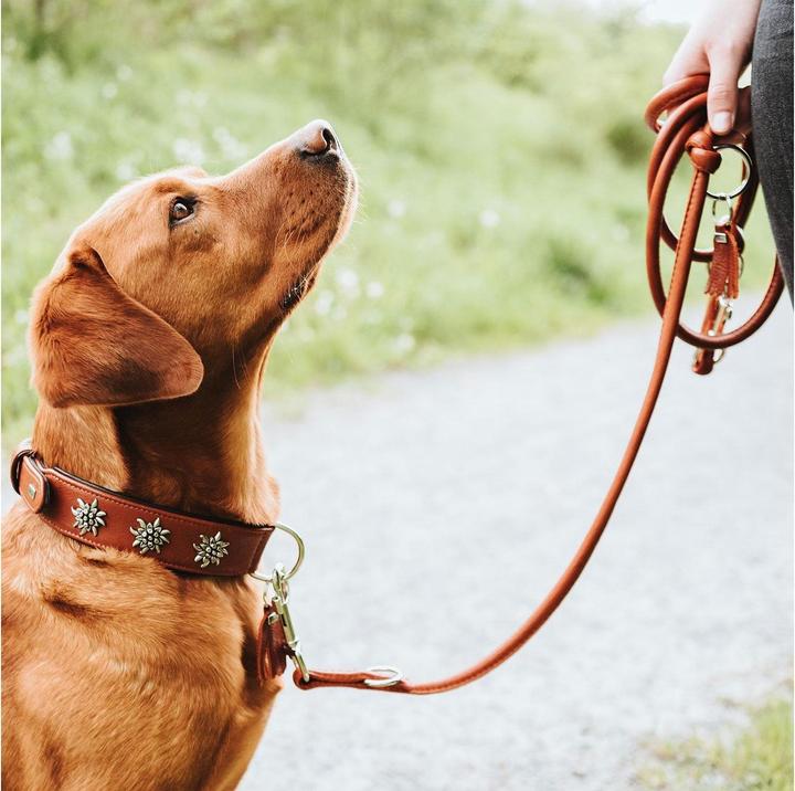 Produktbild Hunter Halsband München für Hunde 55 (Hund, Allgemein)