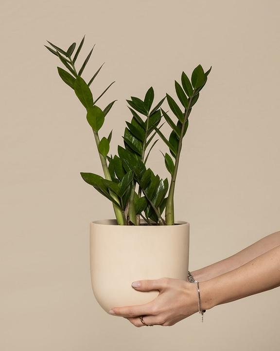 feey Plume porte-bonheur (55 cm, Fraîchement rempotés)
