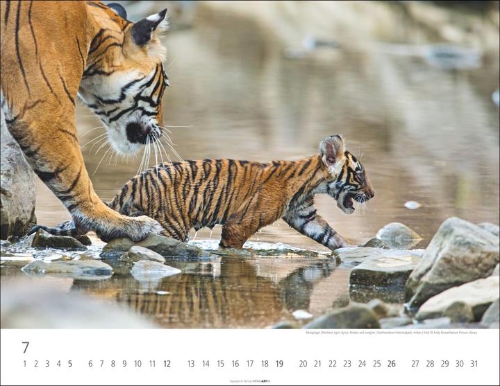 Actual product image Tiger Kalender 2026 (44 x 34 cm, Hardcover, German)
