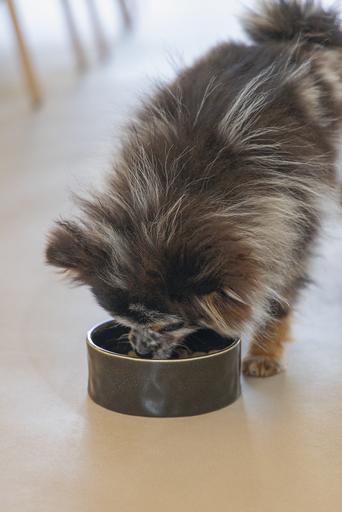 Immagine prodotto Designed by Lotte Ciotola per cani Jace (0.70 l)
