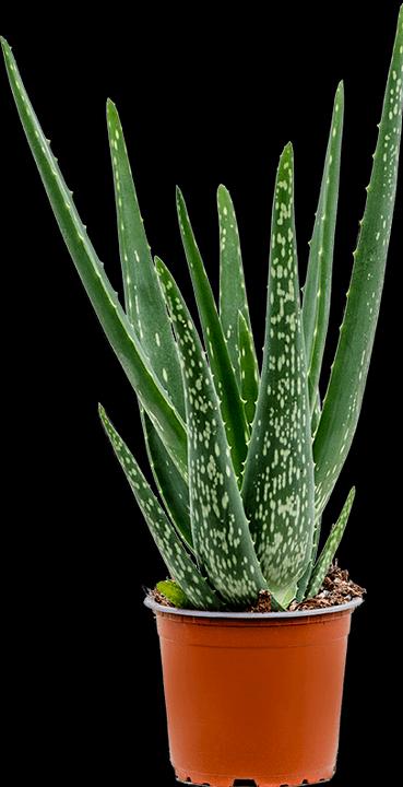 Immagine prodotto Mahaloplants Aloe vera (35 cm, Amichevole per gli animali)