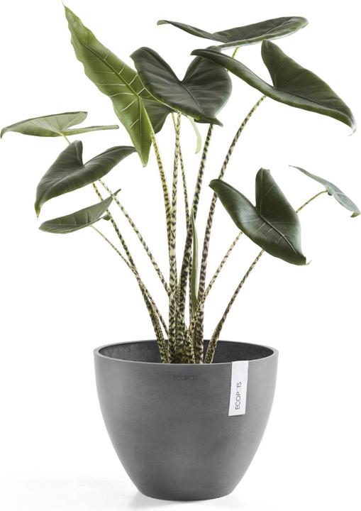 Produktbild Ecopots Antwerp (30 cm)