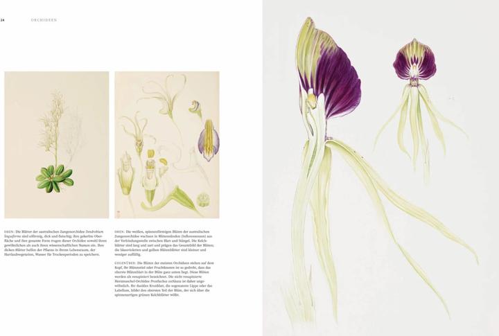 Produktbild Orchideen (Deutsch, Sandra Knapp, 2022)