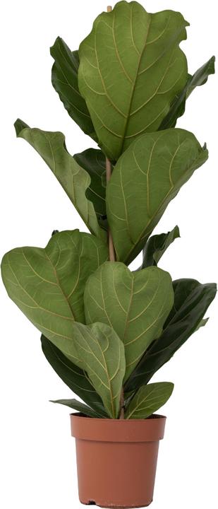 Produktbild Plant in a Box Ficus Lyrata - Geigenpflanze (100 cm)