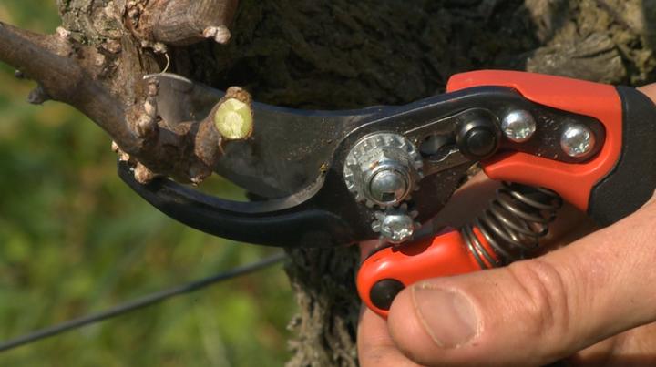Actual product image Bahco ERGO medium-sized 20 mm bypass pruning shears with fixed handle with elastomer coating