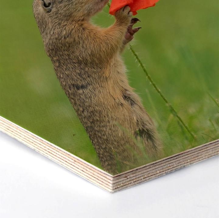 Produktbild Trenddeko van Duijn - Erdhörnchen mit Mohnblume (35 x 30 cm)