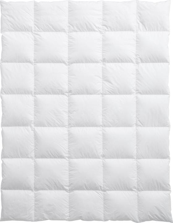 Actual product image Billerbeck Lucerne 100 (1000 g, 240 x 240 cm)