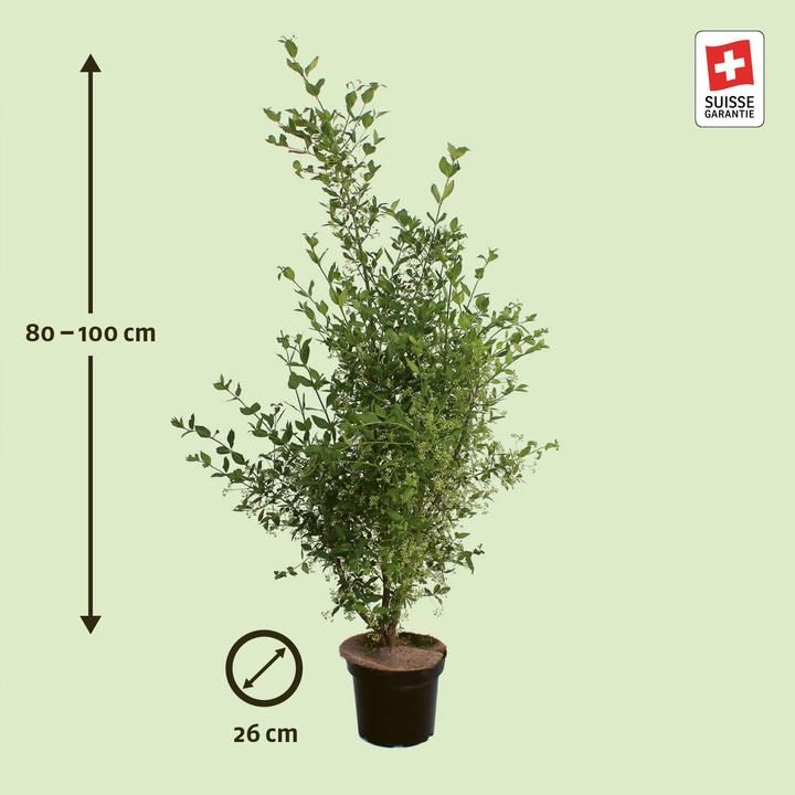 Produktbild Zulauf Pfaffenhütchen / Euonymus europaeus (80 cm)