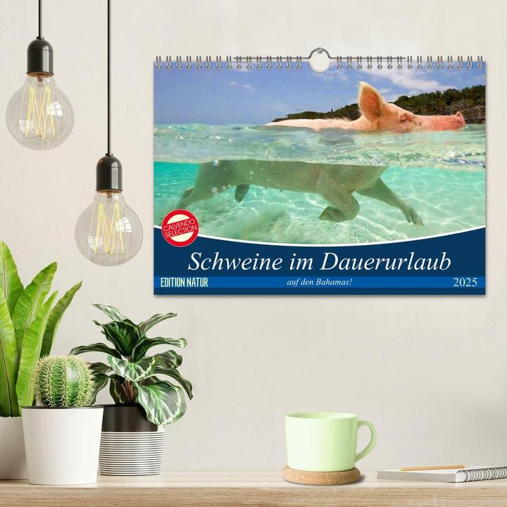 Produktbild Schweine im Dauerurlaub auf den Bahamas! (Wandkalender 2025 DIN A4 quer), Monatskalender (A4, Deutsch)