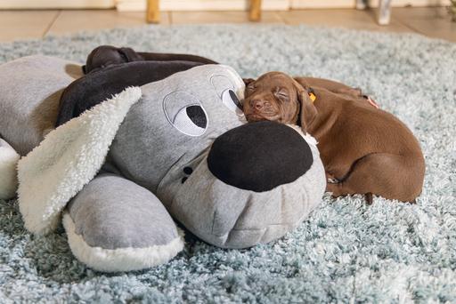 Actual product image Beeztees Boomby (Puppy Toy)