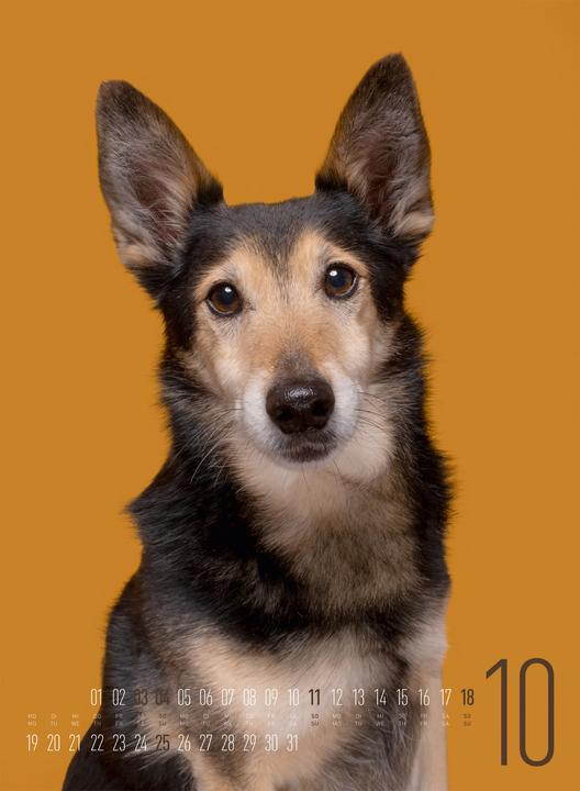 Produktbild Frei Schnauze - Kalender 2026 (33 x 45 cm, Harter Einband, Englisch, Deutsch)