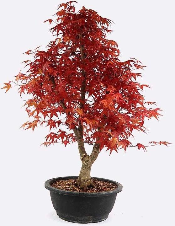 Bonsai.ch Acer deshojo (65 cm)