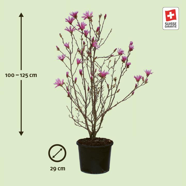 Produktbild Zulauf Magnolie / Magnolia x leylandii 'Leonard Messel' (125 cm)
