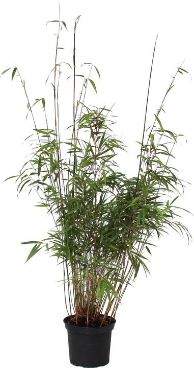 Produktbild Zulauf Garten-Bambus / Fargesia scabrida 'Asian Wonder' (60 cm)